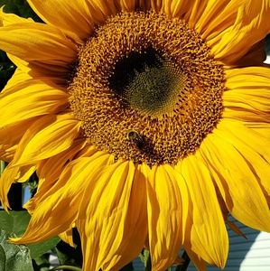 Meet your Posher, Selena